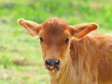 A Indian baby cowの写真素材