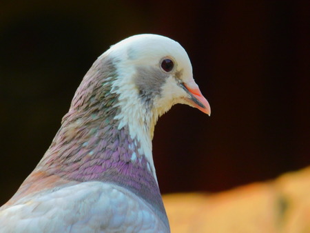 Beautiful Birdの写真素材