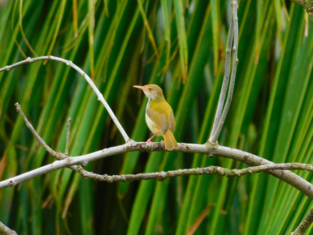 Indian Cute Bird