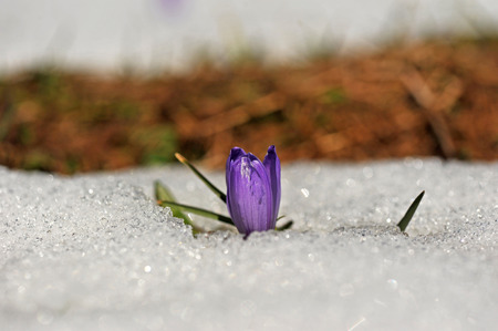 Flowers in the mountains amouncing spring is nearの写真素材