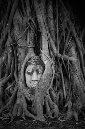 Head of Sandstone Buddha in The Tree Roots at Wat Mahathatの写真素材