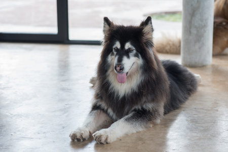 Alaskan Malamute sitting and looking for people