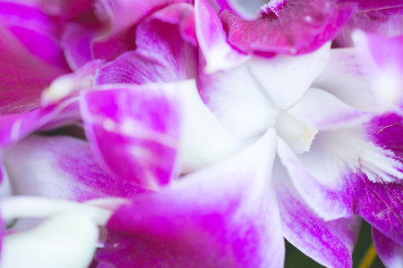 Beautiful Phalaenopsis orchid flowers, Selective focus.の写真素材