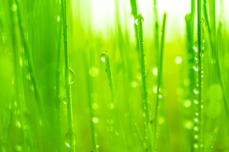 Germinated wheatgrass sees with dew, Wheatgrass is the freshly sprouted first leaves of the common...