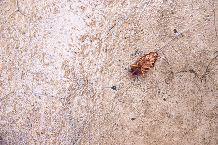 Dead cockroach on the floor after being hit by pesticides