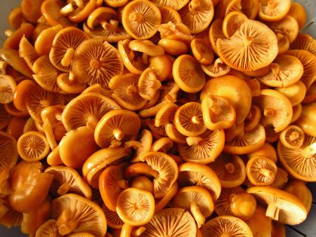 fresh mushroomsの写真素材