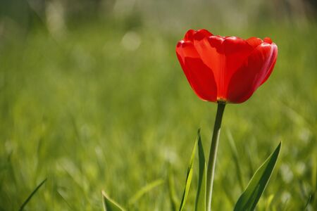 red tulip in the springの写真素材