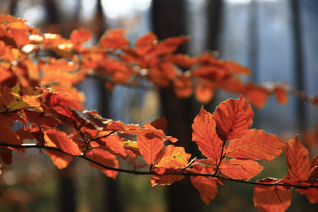 branch of a beech in autumn colors before blurred background