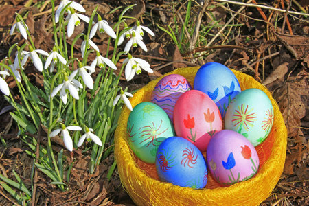 colorfully painted Easter eggs and blooming snowdrops  Galanthus nivalis 