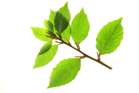 little twig of laurel with fresh green leaves before white backgroundの写真素材