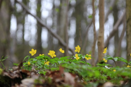 flowering Yellow Wood Anemone in the spring  Anemone ranunculoides の写真素材