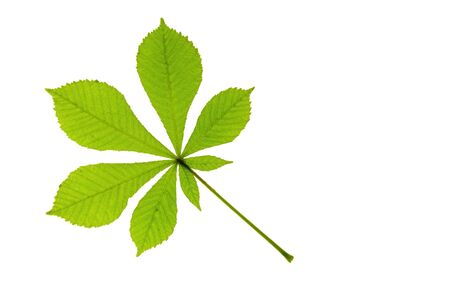 One leaf of horse chestnut  Aesculus hippocastanum の写真素材