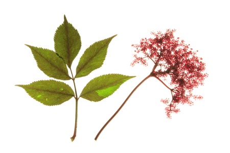 red flowering black elder  Sambucus nigra , with flowers and leaves, in front of a white backgroundの写真素材