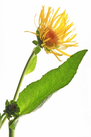 Elecampane  Inula helenium , leaves and flowers against a white backgroundの写真素材