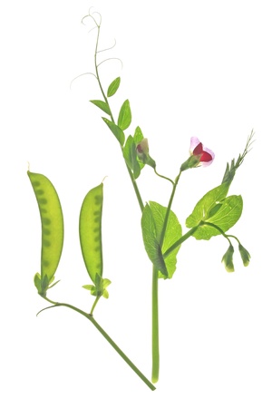 flowering sweet pea or suger pea   Pisum sativum  with  pod and tendrils before a white backgroundの写真素材