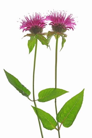Two flowers of Oswego tea or Bergamot - Monarda didyma - against a white backgroundの写真素材