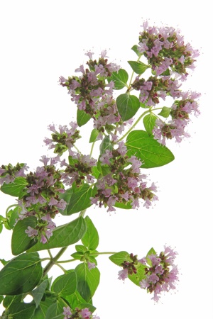 flowering oregano  Origanum vulgare  against a white backgroundの写真素材