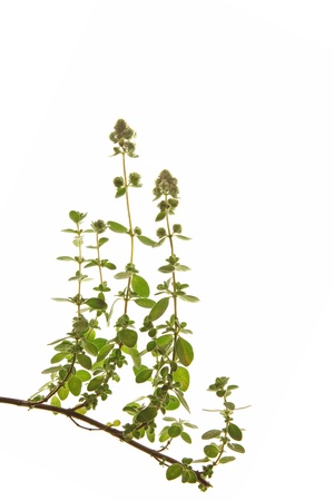 Marjoram or Sweet marjoram  Origanum majorana , against a white backgroundの写真素材