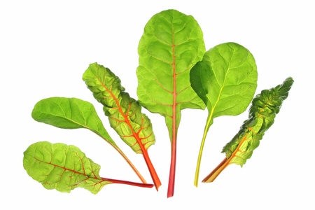 differently colored chard leaves  Beta vulgaris subsp  vulgaris  in front of white backgroundの写真素材