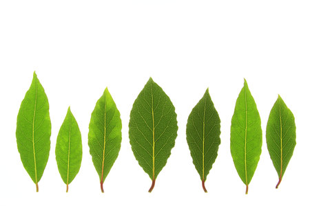 Leaves of bay laurel  Laurus nobilis  against a white background