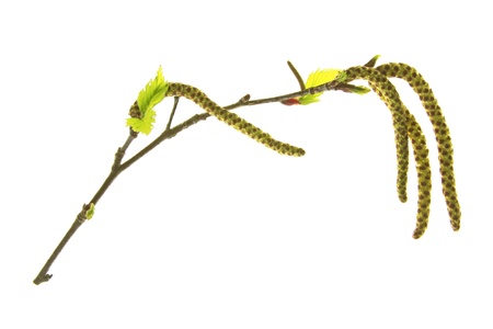flowering birch twig before white backgroundの写真素材
