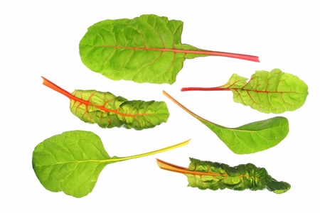 Differently colored chard leaves  Beta vulgaris subsp  vulgaris  in front of white backgroundの写真素材