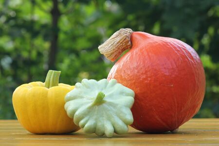 Freshly harvested Hokkaido and patty pan squashesの写真素材