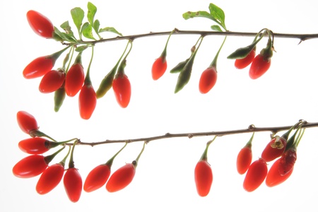 Ripe berries of the wolfberry or goji plant  Lycium barbarum , isolated in front of white backgroundの写真素材