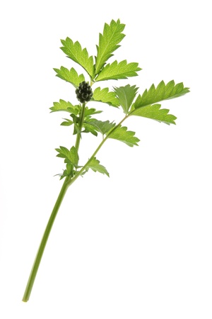Small burnet  Sanguisorba minor , leaves against a white backgroundの写真素材