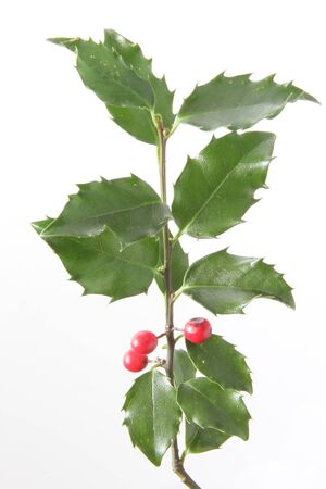 European holly  Ilex aquifolium , fruiting twig against white backgroundの写真素材