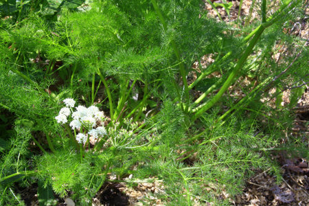 Blooming baldmoney  Meum athamanticum   in a herb patch