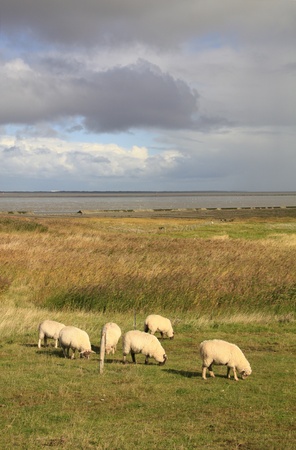 grazing sheep on a dyke at the North Sea, East Frisia, Lower Saxony, Germanyの写真素材