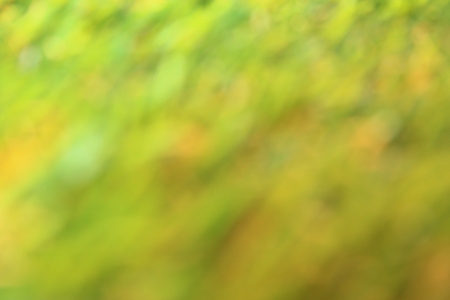green blurred backgroundの写真素材