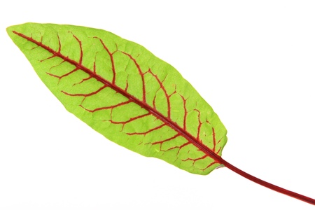 Blood Sorrel  Rumex sanguineus , fresh leaves isolated against a white background の写真素材