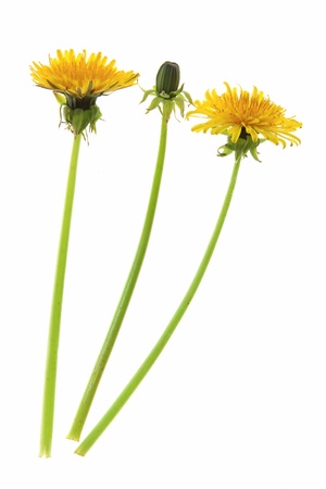 Flowers and a bud of dandelion  Taraxacum officinale , isolated in front of white backgroundの写真素材