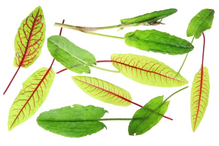 Leaves of sorrel  Rumex acetosa  and blood sorrel  Rumex sanguineus , isolated in front of white backgroundの写真素材