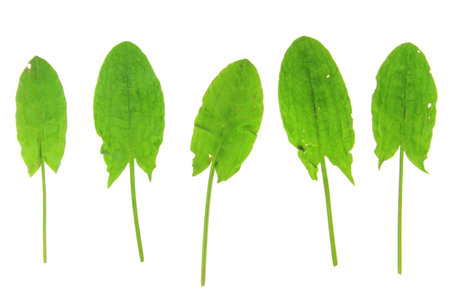 Leaves of Common Sorrel  Rumex acetosa , isolated in front of white backgroundの写真素材