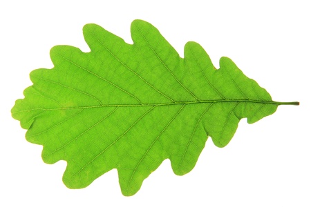 Oak leaf isolated against a white background  Quercus robur の写真素材