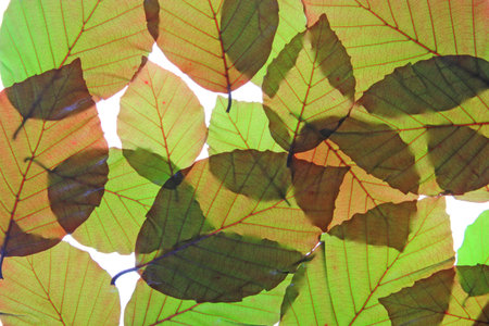 Copper beech (Fagus sylvatica f purpurea) - fresh leaves in spring, isolated in front of white...