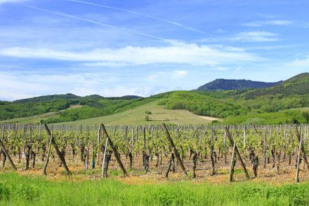 Vineyards in Alsace, on the edge of the Vosges Mountains, Franceの写真素材