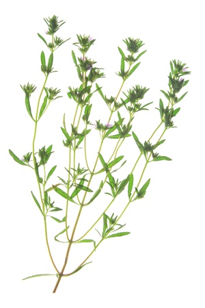 Garden savory or summer savory  Satureja hortensis , flowering plant in front of white backgroundの写真素材