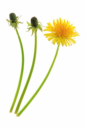 Buds and a flower of dandelion  Taraxacum officinale , isolated in front of white の写真素材