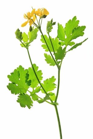 Blooming Celandine  Chelidonium majus , isolated against a white backgroundの写真素材