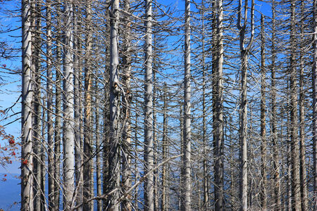 Forest dieback by bark beetle infestations in the high forest of Dreisessel mountain on the border with the Czech Republic, Bavarian Forest   Sumava National Park, Germany   Czech Republicの写真素材
