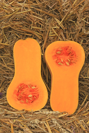 Freshly harvested butternut pumpkins lying on strawの写真素材