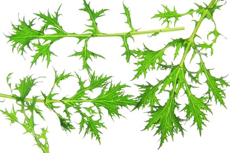 Mizuna  Brassica rapa var  nipposinica  - fresh green leaves in front of white の写真素材