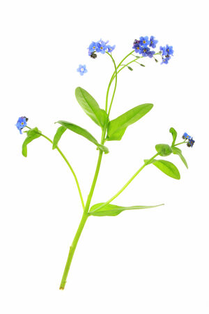 Forget-me-not  Myosotis  flowering plant isolated in front of white backgroundの写真素材