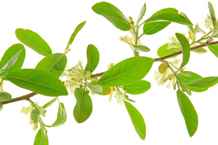 Silver berry  Elaeagnus  flowering branch against white backgroundの写真素材