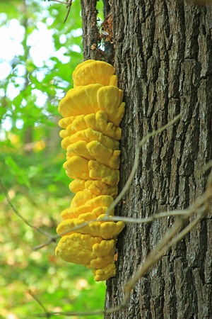 Sulphur polypore  Laetiporus sulphureus  on the trunk of an oak, Saxony, Germanyの写真素材