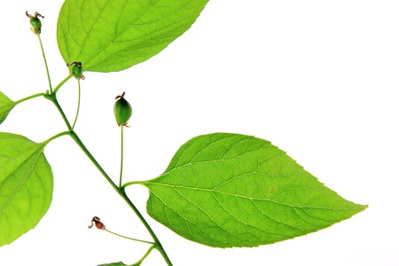 Common hackberry  Celtis australis  small branch with leaves  isolated against white backgroundの写真素材
